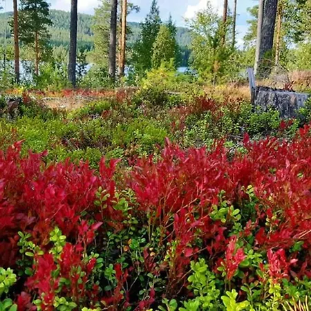 Kolin Kolo - Saunallinen Kaksio *