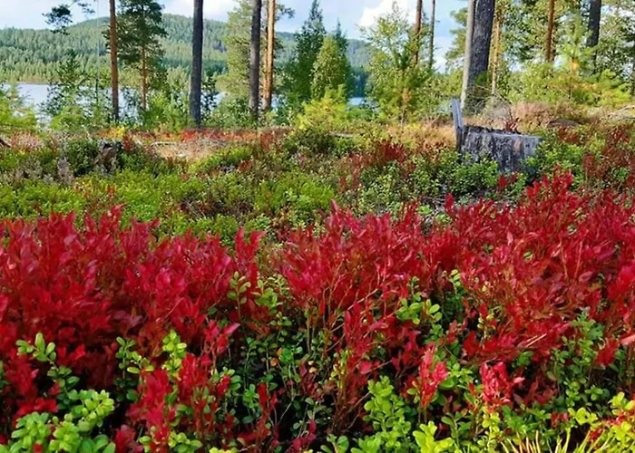 Kolin Kolo - Saunallinen Kaksio *